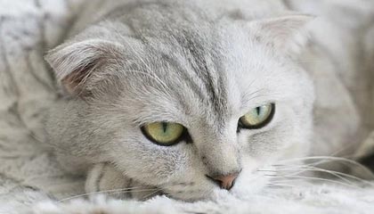 开云电竞登录-赛制变革解析：新规则对比赛策略的影响，比赛规则解读